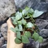 Kép 4/9 - Hoya krohniana 'Eskimo'