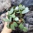 Kép 3/9 - Hoya krohniana 'Eskimo'