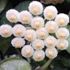 Kép 1/9 - Hoya krohniana 'Eskimo'