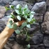 Kép 7/9 - Hoya krohniana 'Eskimo'