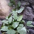 Kép 8/9 - Hoya krohniana 'Eskimo'