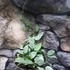 Kép 9/9 - Hoya krohniana 'Eskimo'