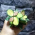 Kép 4/7 - Hoya burtoniae 'Variegata'