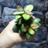 Kép 3/7 - Hoya burtoniae 'Variegata'