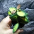 Kép 5/7 - Hoya burtoniae 'Variegata'