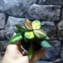 Kép 6/7 - Hoya burtoniae 'Variegata'
