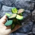 Kép 7/7 - Hoya burtoniae 'Variegata'