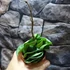 Kép 2/5 - Hoya carnosa 'Compacta'