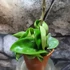 Kép 3/5 - Hoya carnosa 'Compacta'