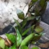 Kép 5/8 - Hoya krohniana 'Black Leaves'