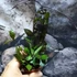 Kép 4/8 - Hoya krohniana 'Black Leaves'