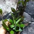 Kép 6/8 - Hoya krohniana 'Black Leaves'