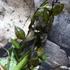 Kép 7/8 - Hoya krohniana 'Black Leaves'