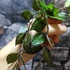 Kép 8/8 - Hoya krohniana 'Black Leaves'
