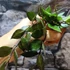 Kép 2/8 - Hoya krohniana 'Black Leaves'