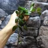 Kép 3/8 - Hoya krohniana 'Black Leaves'
