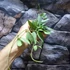 Kép 4/6 - Hoya lacunosa 'Mint'