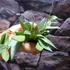 Kép 3/6 - Hoya lacunosa 'Mint'