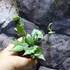 Kép 5/6 - Hoya lacunosa 'Mint'