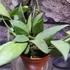 Kép 6/6 - Hoya lacunosa 'Mint'
