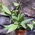 Kép 2/6 - Hoya lacunosa 'Mint'