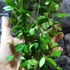 Kép 3/8 - Hoya puber