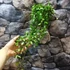 Kép 4/8 - Hoya puber
