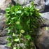 Kép 8/8 - Hoya puber