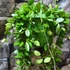 Kép 6/8 - Hoya puber