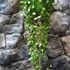 Kép 7/8 - Hoya puber