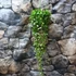 Kép 2/8 - Hoya puber