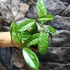 Kép 3/6 - Hoya Crassipetiolata Splash