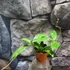Kép 4/6 - Hoya Crassipetiolata Splash