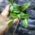 Kép 5/6 - Hoya Crassipetiolata Splash