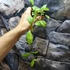 Kép 6/6 - Hoya Crassipetiolata Splash