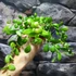 Kép 2/7 - Hoya Heuschkeliana