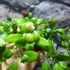 Kép 3/7 - Hoya Heuschkeliana