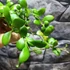 Kép 4/7 - Hoya Heuschkeliana