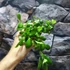 Kép 5/7 - Hoya Heuschkeliana
