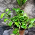 Kép 6/7 - Hoya Heuschkeliana