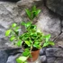 Kép 7/7 - Hoya Heuschkeliana