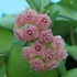 Kép 1/7 - Hoya Heuschkeliana