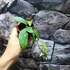 Kép 6/10 - Hoya phuwuaensis