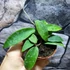 Kép 7/10 - Hoya phuwuaensis