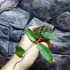 Kép 5/10 - Hoya phuwuaensis