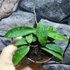 Kép 3/10 - Hoya phuwuaensis