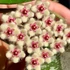 Kép 1/10 - Hoya phuwuaensis