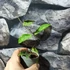 Kép 8/10 - Hoya phuwuaensis