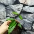 Kép 4/10 - Hoya phuwuaensis