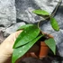 Kép 9/10 - Hoya phuwuaensis